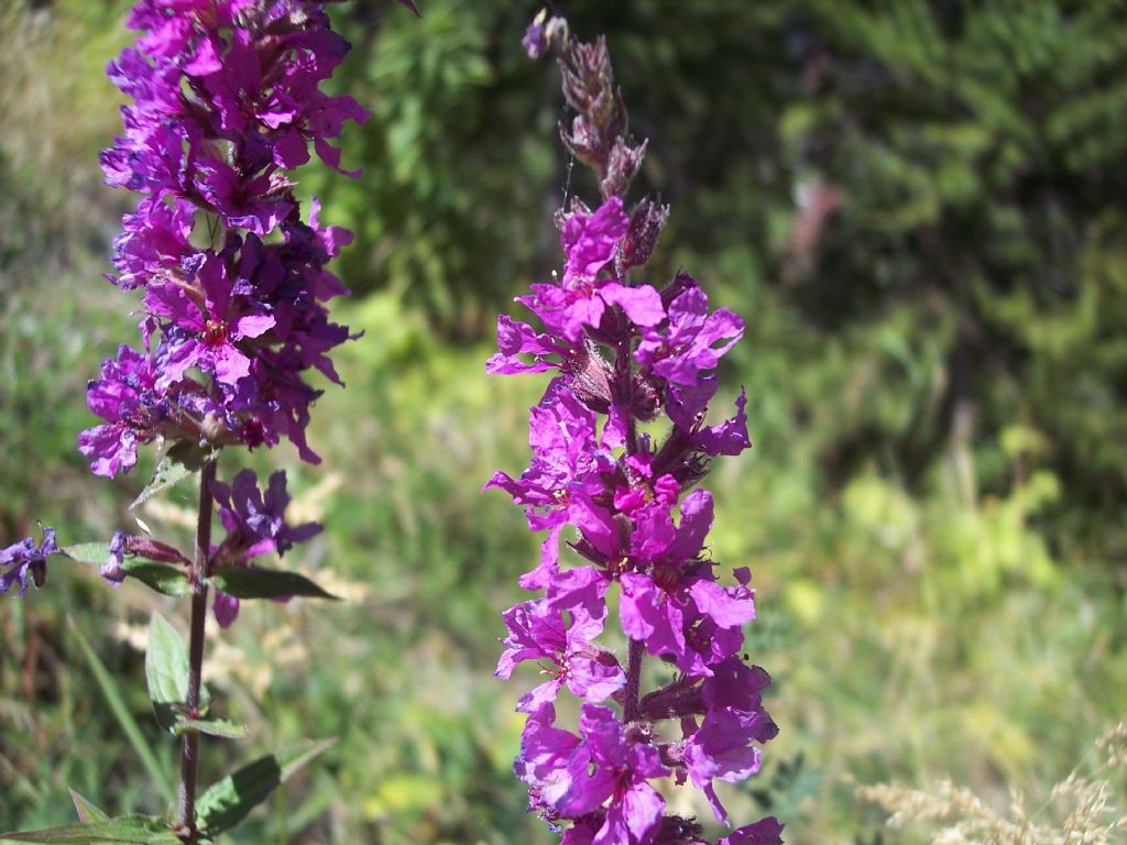 Lythrum salicaria